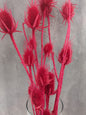 Cardo Salvaje Seco Fucsia