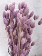 Phalaris Lila