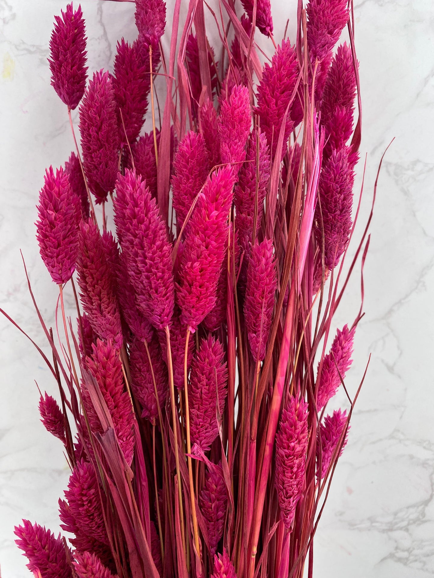 Phalaris Fucsia
