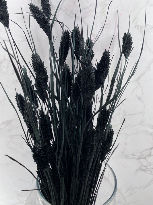 Phalaris Negro