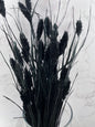 Phalaris Negro