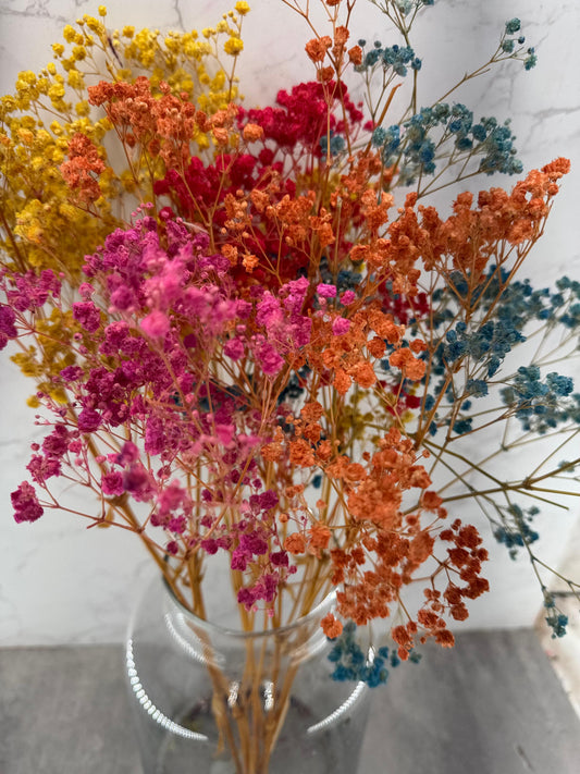 Gypsophila Press Arlequín