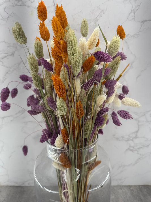 Phalaris Mix