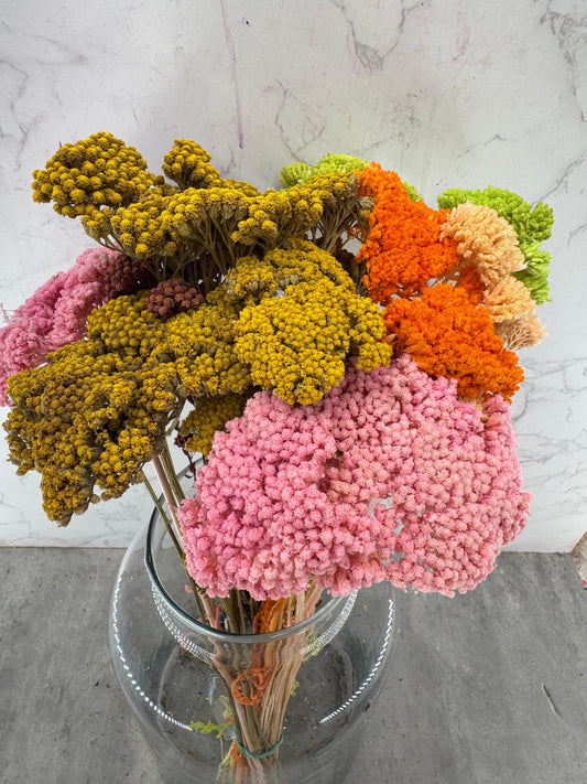 Achillea Press Mix