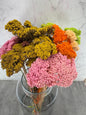 Achillea Press Mix