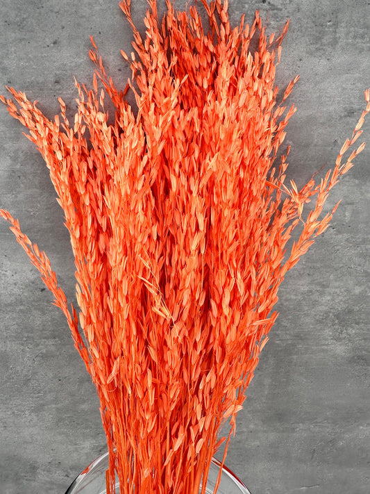 Oriza Press Naranja