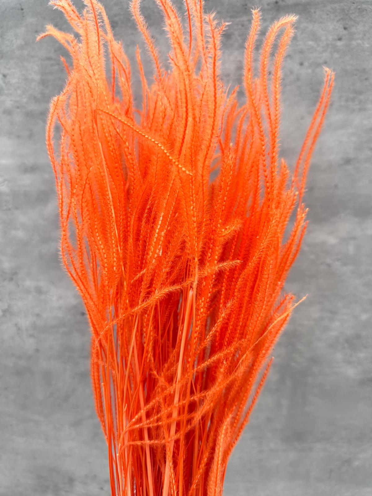 Ouro Press Naranja