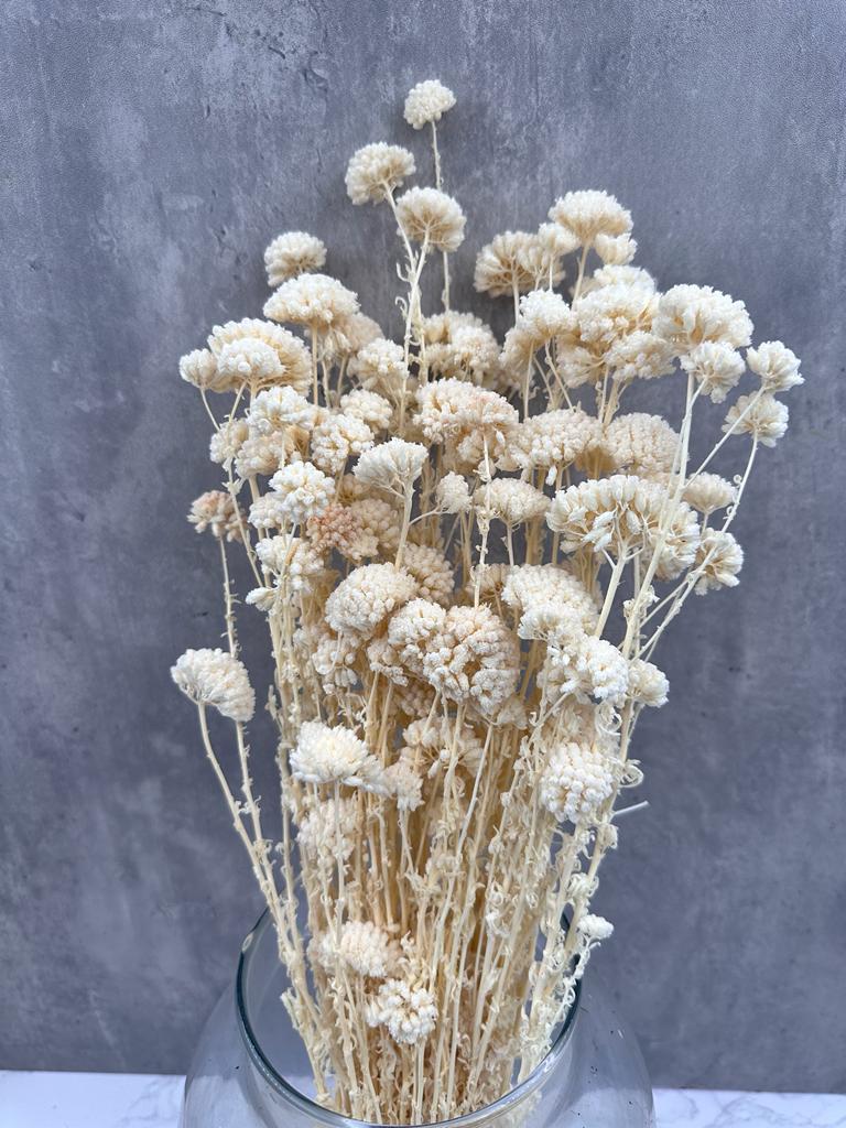 Achillea Silvestre Blanca