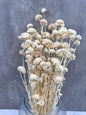 Achillea Silvestre Blanca