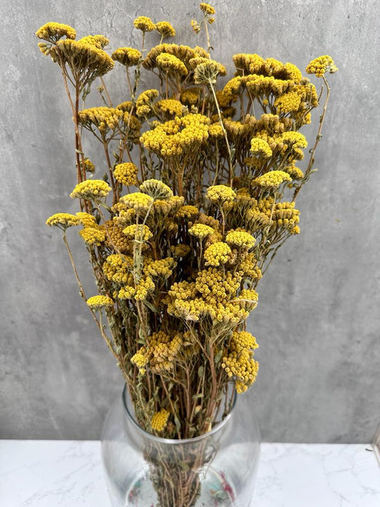 Achillea Silvestre Natural