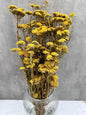Achillea Silvestre Natural