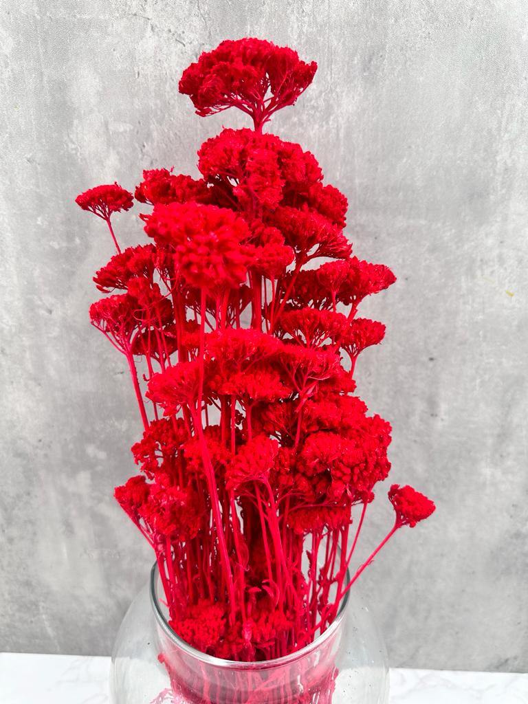 Achillea Silvestre Roja