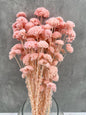 Achillea Silvestre Salmón