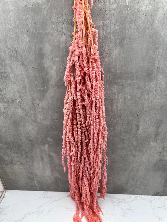 Amaranthus Caudatus Press Rosa