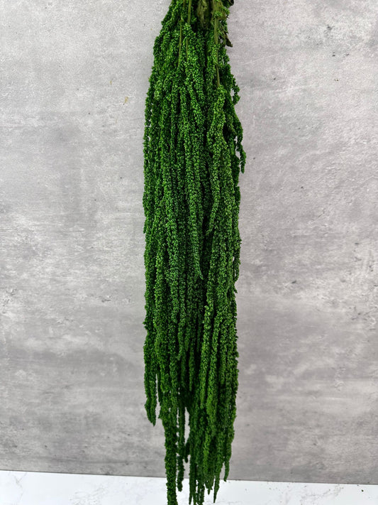 Amaranthus Caudatus Press Verde