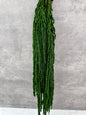 Amaranthus Caudatus Press Verde