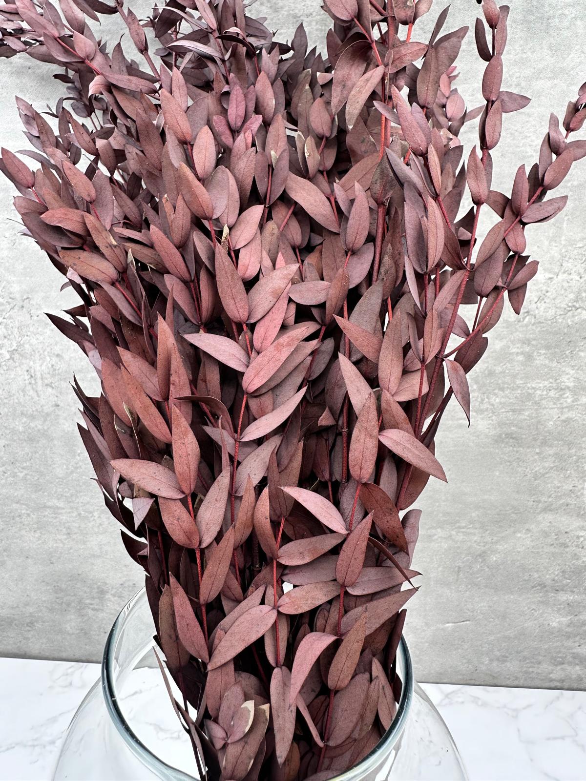 Eucalipto Parvifolia Press Rojo