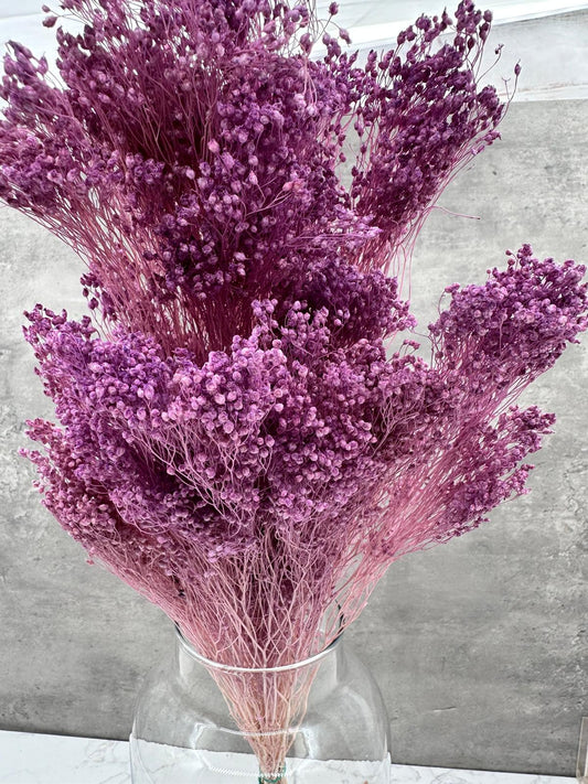 Brooms Blooms Morado