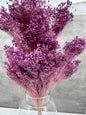 Brooms Blooms Morado