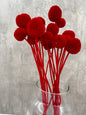Craspedia Roja Press