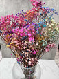 Gypsophila Paniculata Press Rainbow