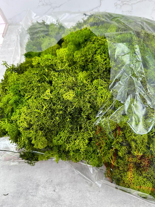 Musgo Finlandés Press Verde Bolsa 500gr