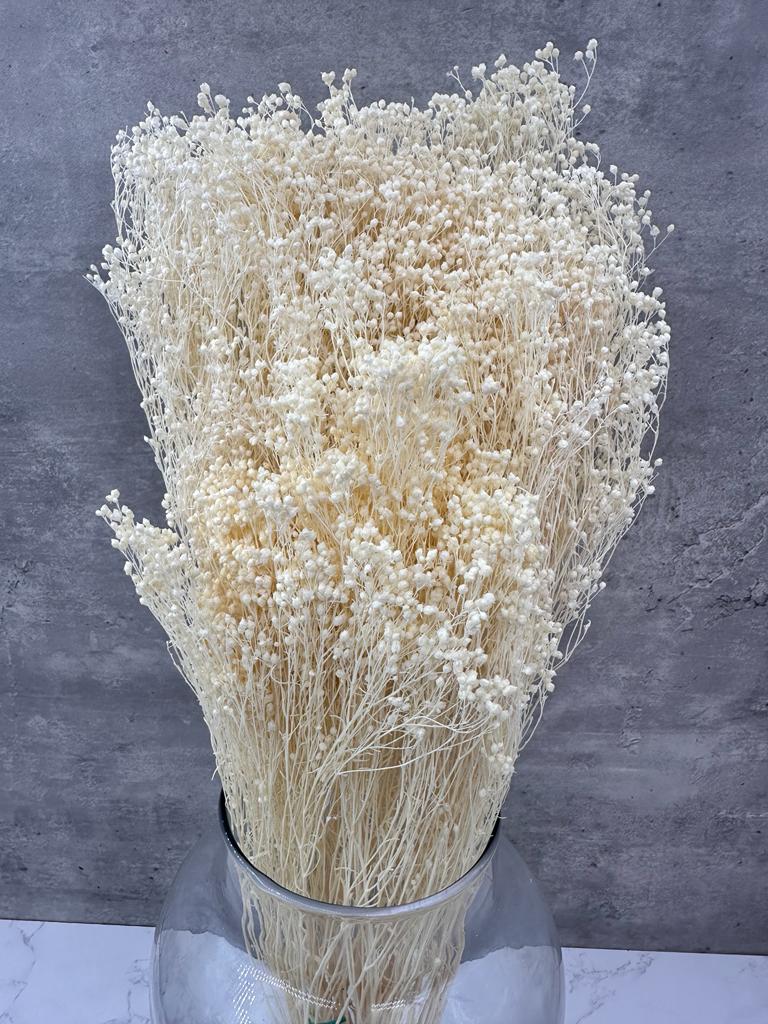 Brooms Blooms Blanco