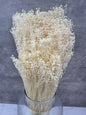 Brooms Blooms Blanco