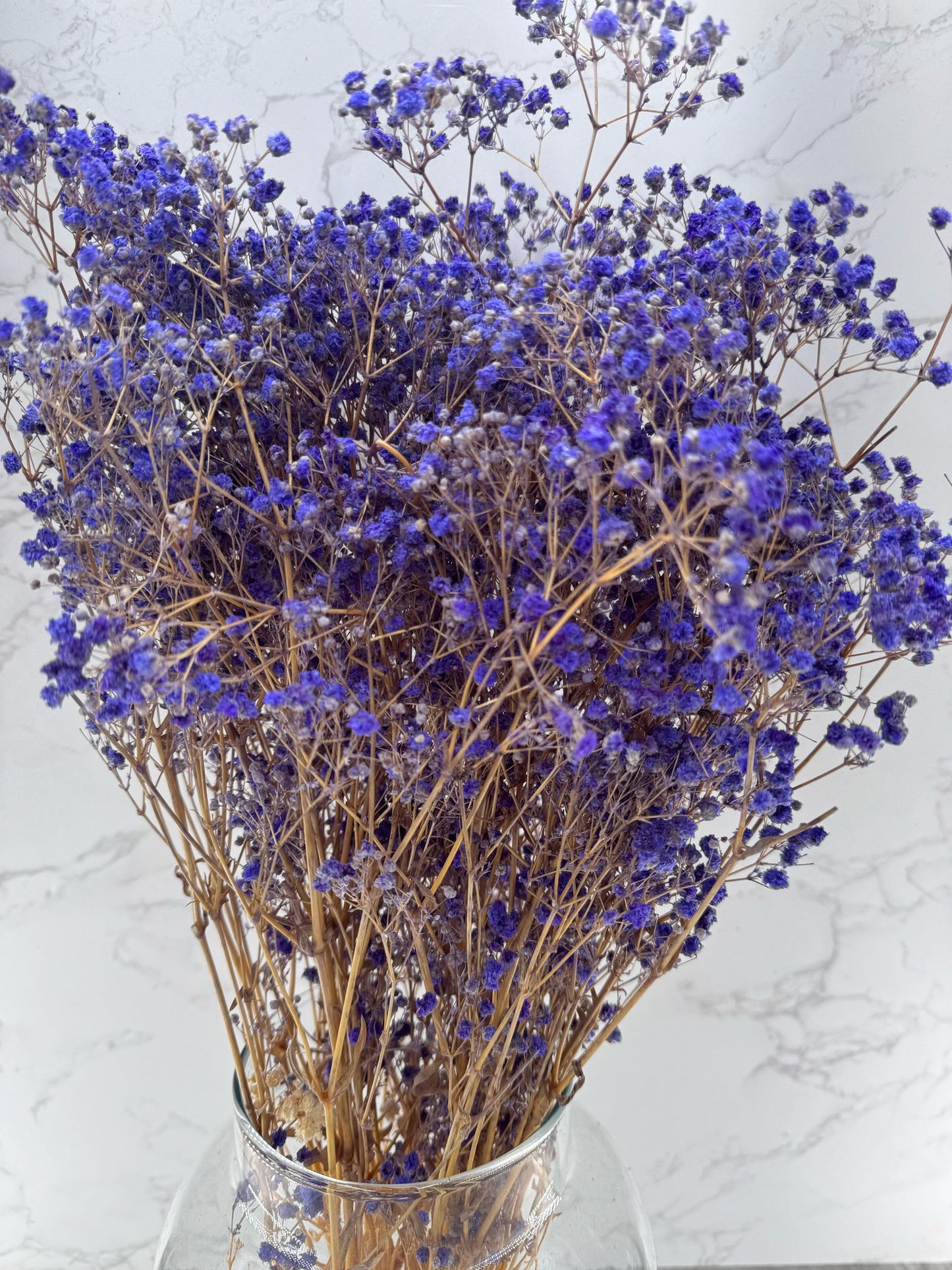 Gypsophila Press Morada
