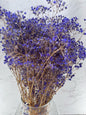 Gypsophila Press Morada