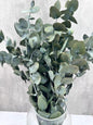 Eucalipto Cinerea Press Verde