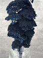 Achillea Filipendulina Azul