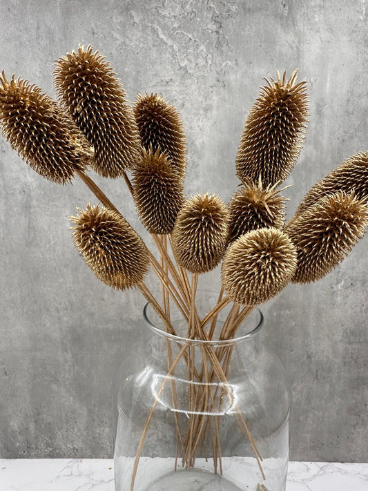 Cardo Mini Oro