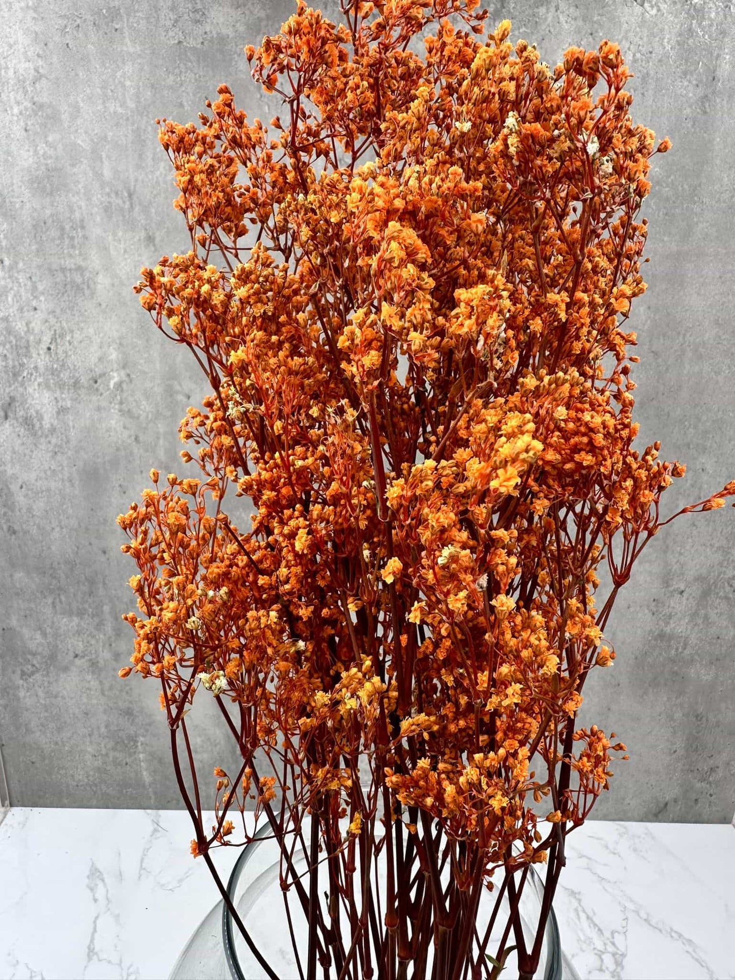 Gypsophila Paniculata Press Naranja
