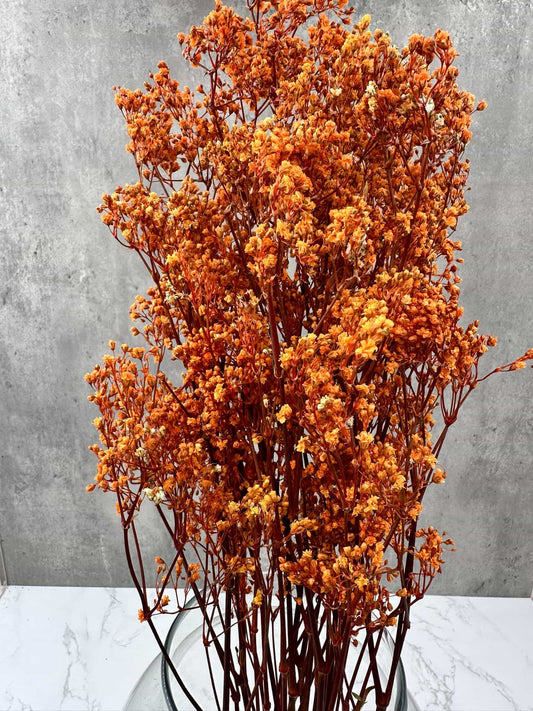 Gypsophila Paniculata Press Naranja