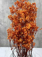 Gypsophila Paniculata Press Naranja