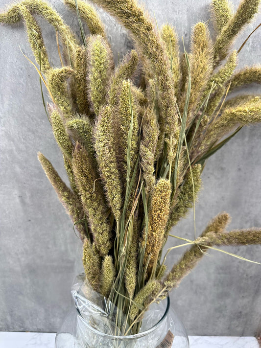 Setaria Natural