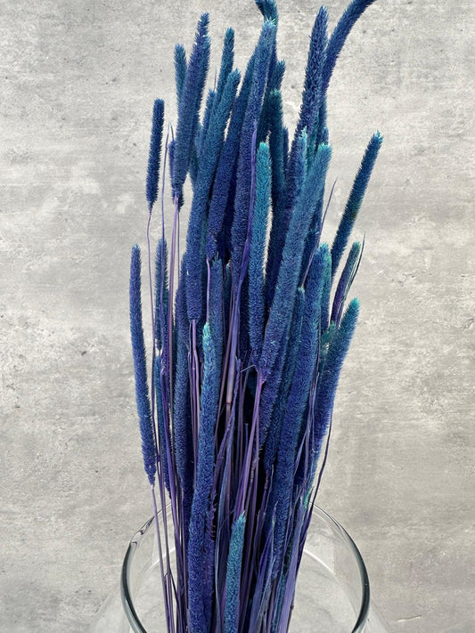 Phleum Press Azul