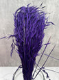 Avena Sativa Morada