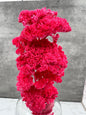 Achillea Filipendulina Rosa Fuerte