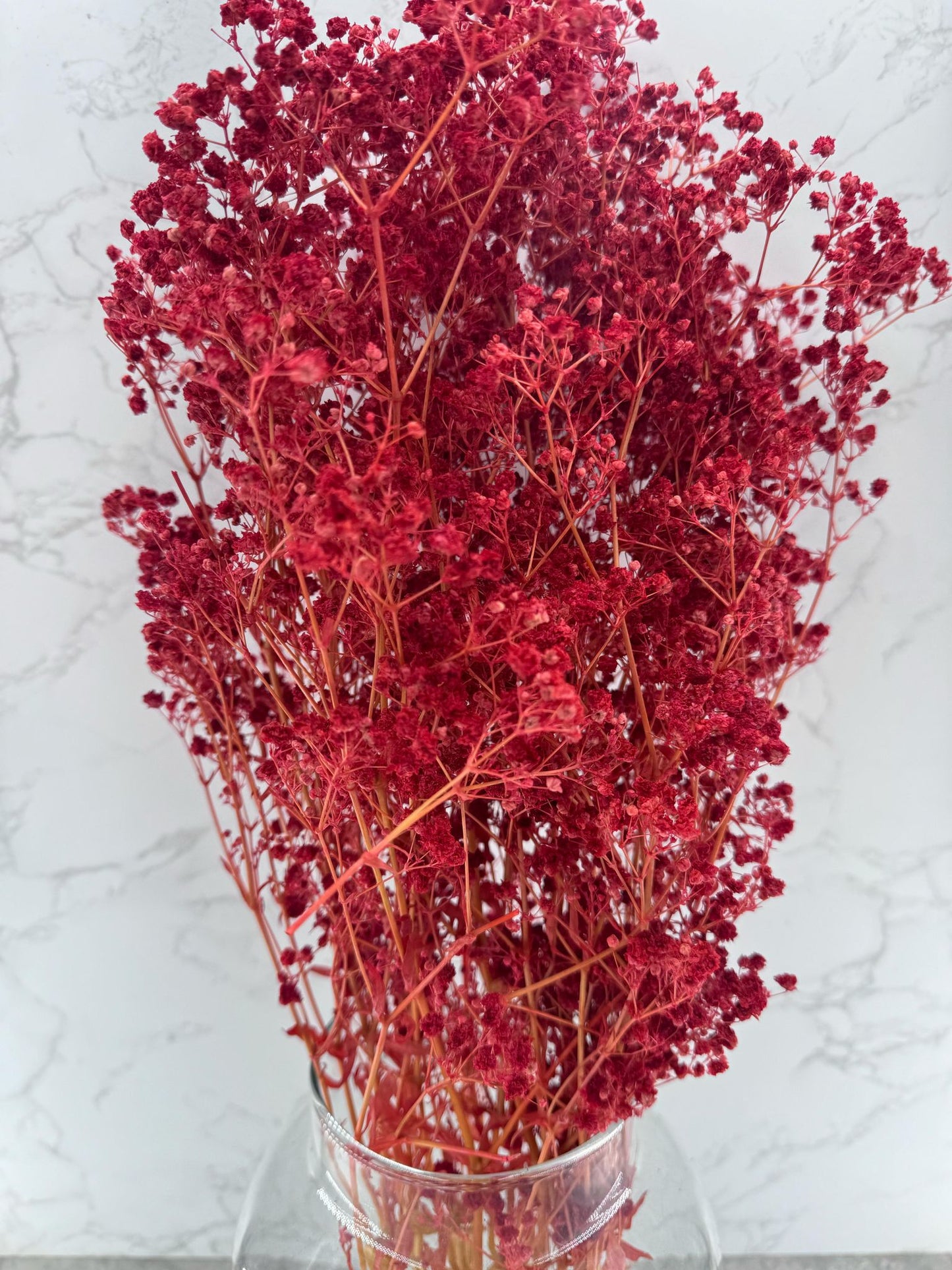 Gypsophila Press Roja