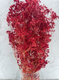Gypsophila Press Roja