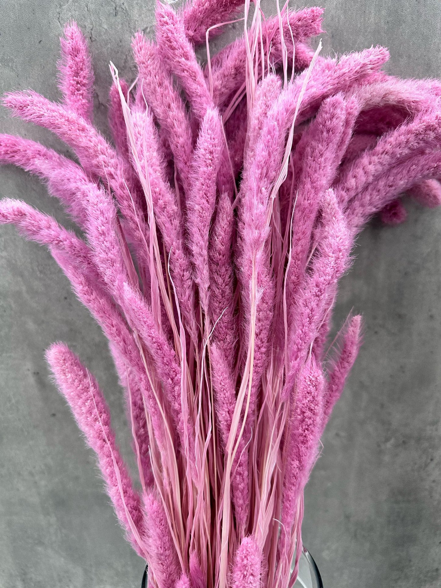 Setaria Rosa
