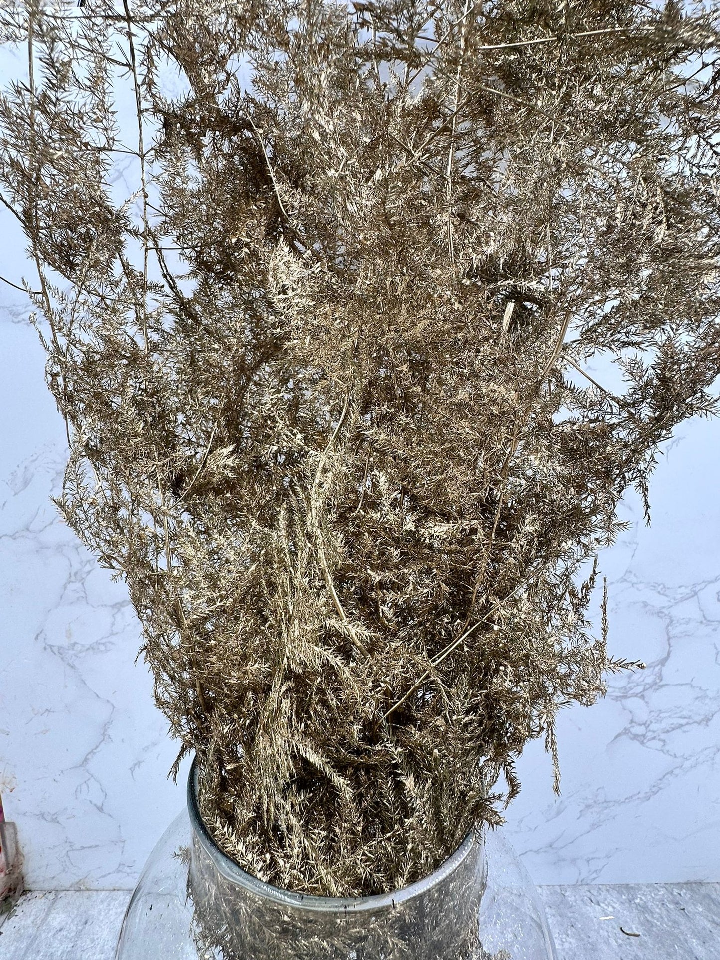 Esparraguera Plumosa Oro
