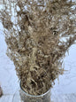 Esparraguera Plumosa Oro