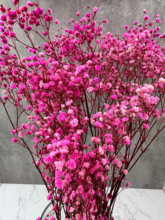 Gypsophila Paniculata Press Rosa 2