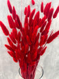 Lagurus Rojo