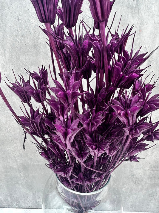 Nigella Orientalis Morada