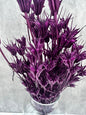 Nigella Orientalis Morada