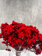 Ixodia Roja